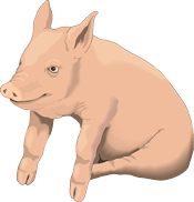 pig