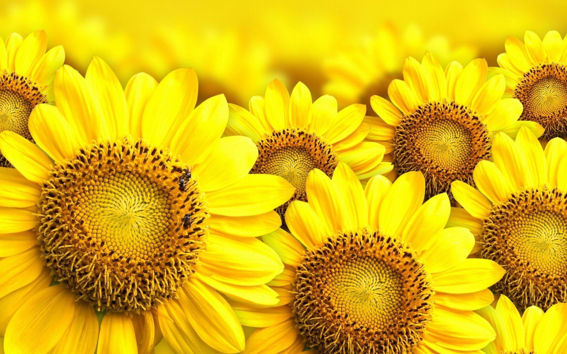 sunflower-wallpaper