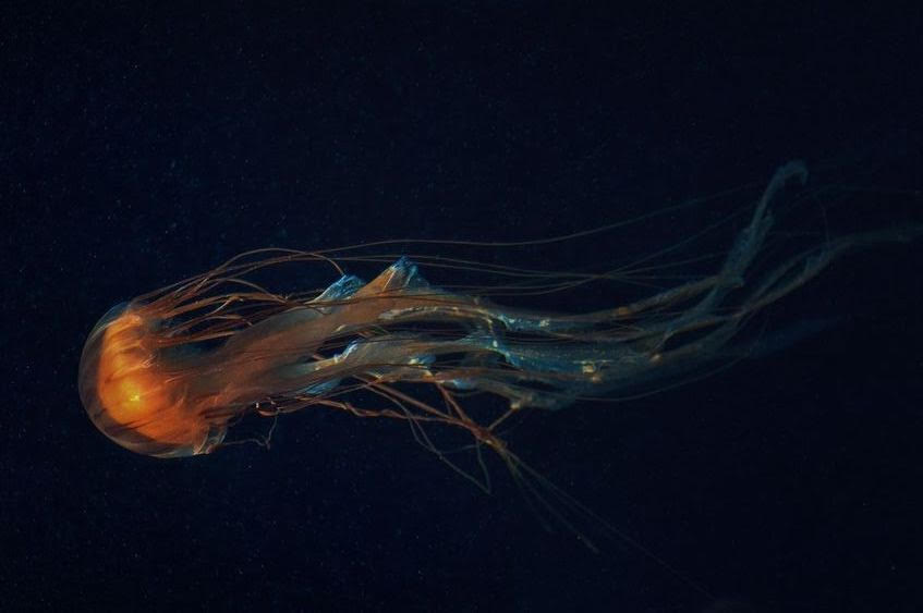 Jellyfish swimming on side