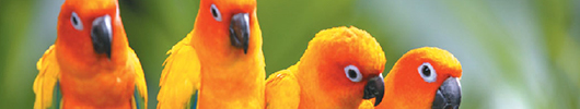 Lovely, vibrant birds perching on a branch.