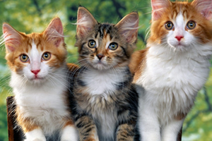 Three kittens sitting.