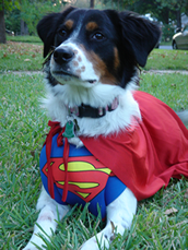 Border Collie Dog in Superman Costume