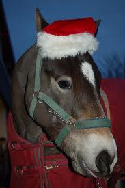 Random horse dressed up for Christmas!
