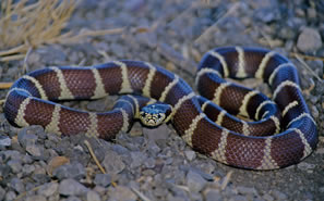 This is a creepy looking snake