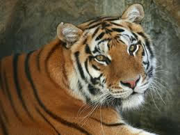 This is a tiger